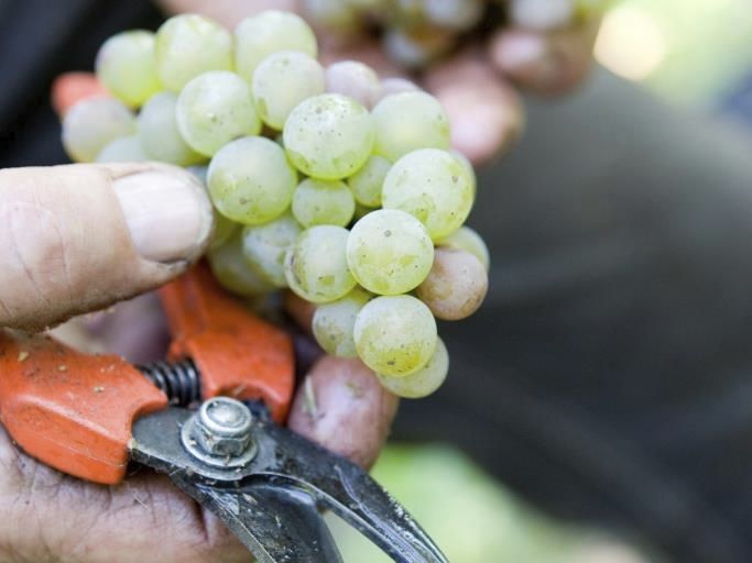 Weinlese