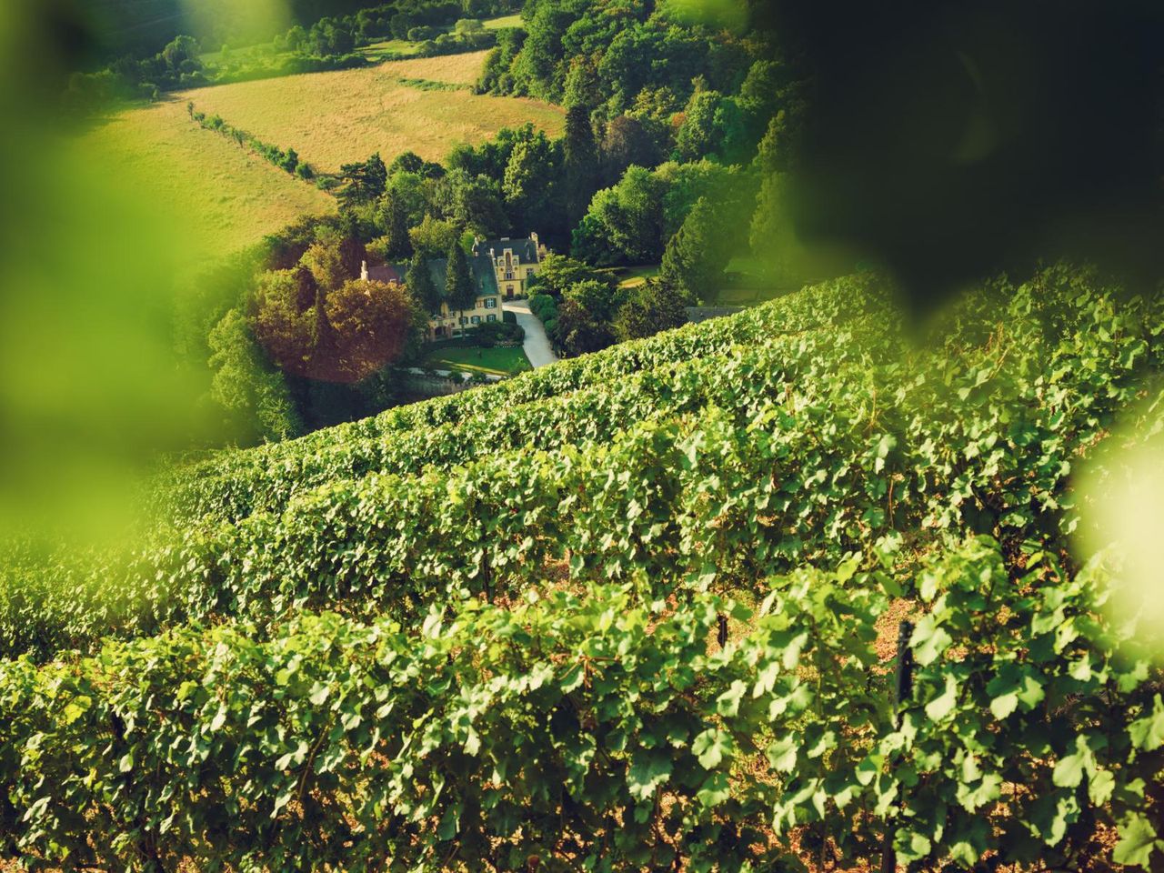 Weingut, Blick aus dem Weinberg_preview