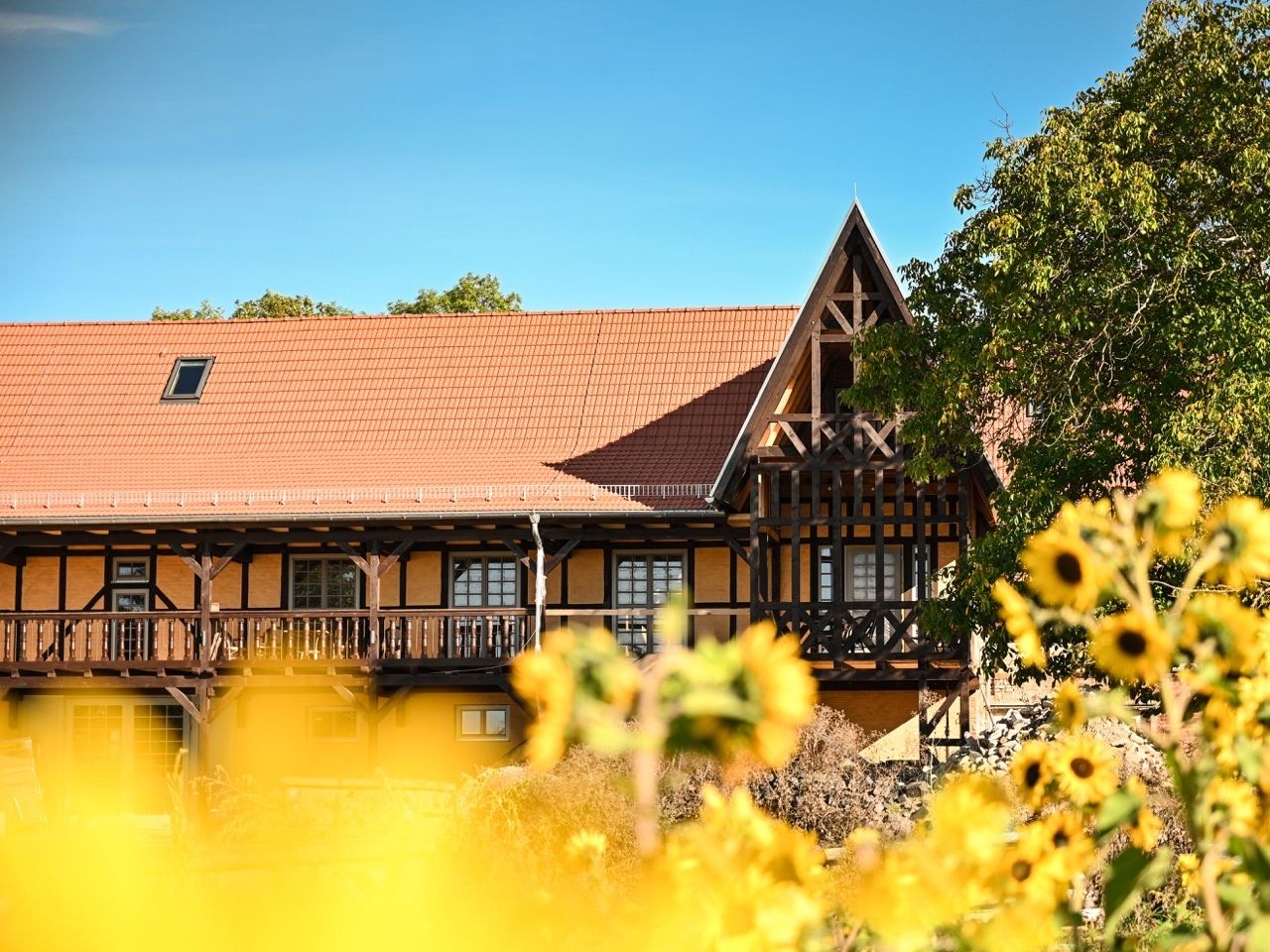 Goldhelm Hof-Sonnenblumen