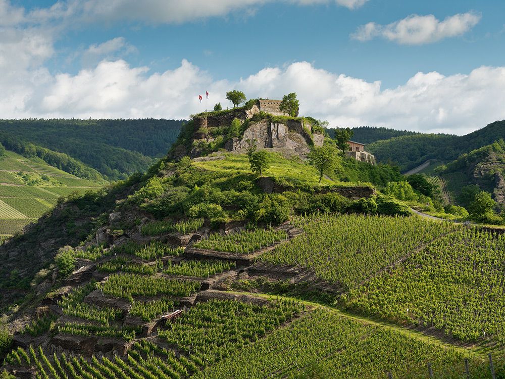 Die Saffenburg oberhalb von Mayschoß ist die älteste Ruine im Ahrtal. saffenburg-oberhalb-von-mayschoß-in-der-weinregion-ahr-in-weinregion-ahr