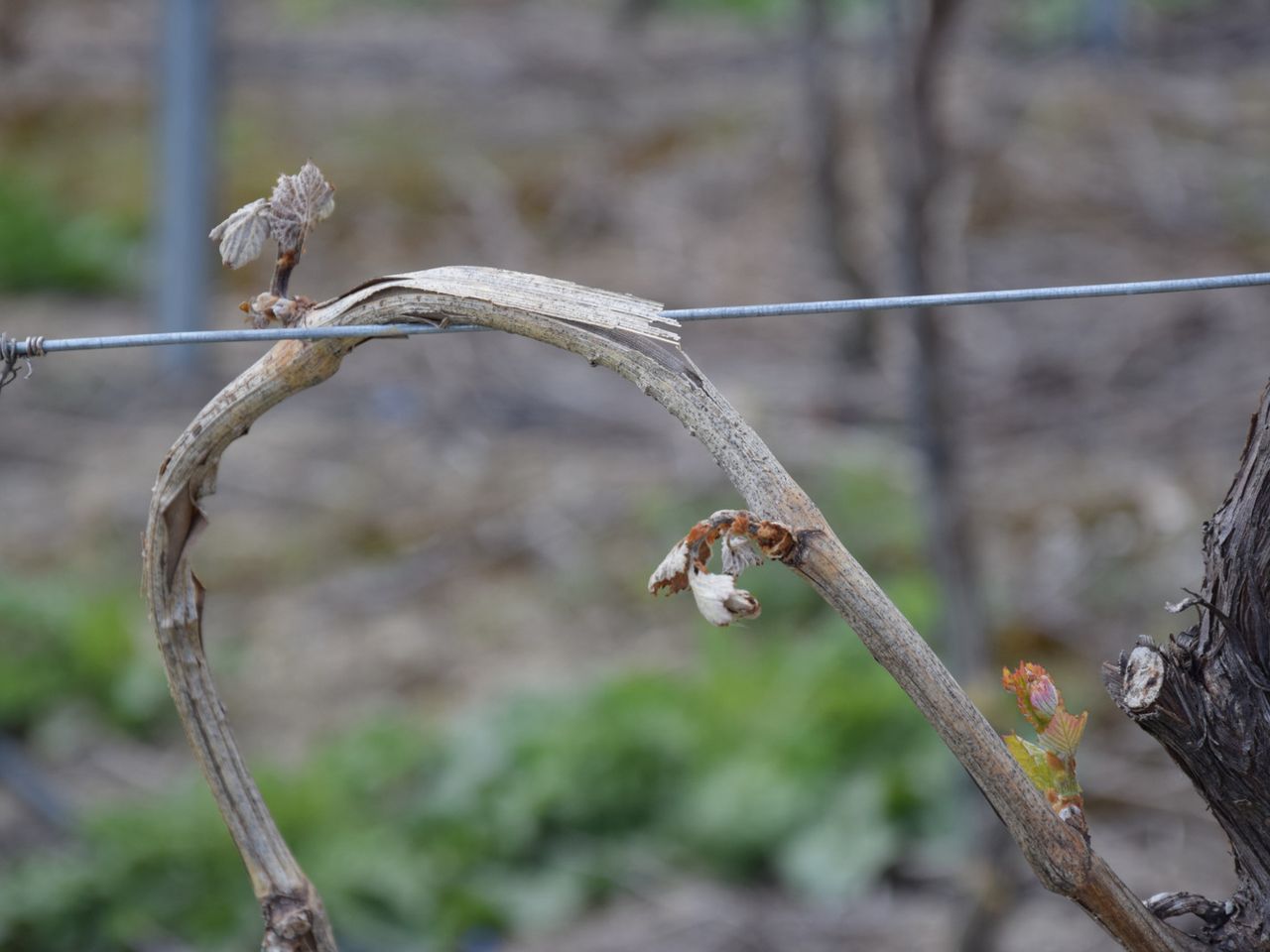 Frostschäden Weinbau