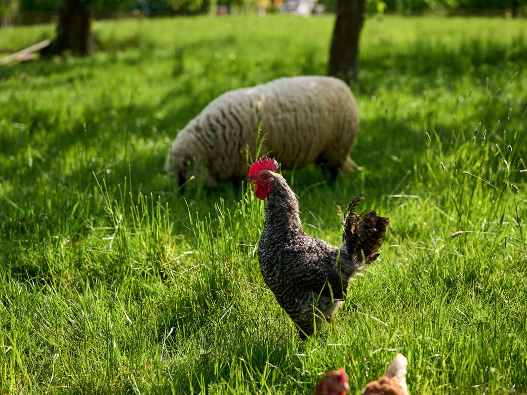 Bayern Feinschmecker Obst Kalchenreuther Kirschgarten