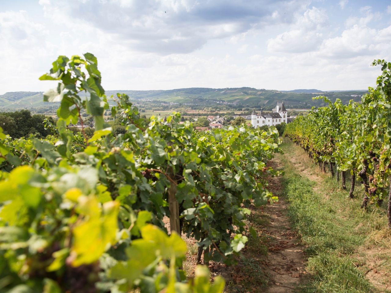 Weinberg Saarland, Deutschland