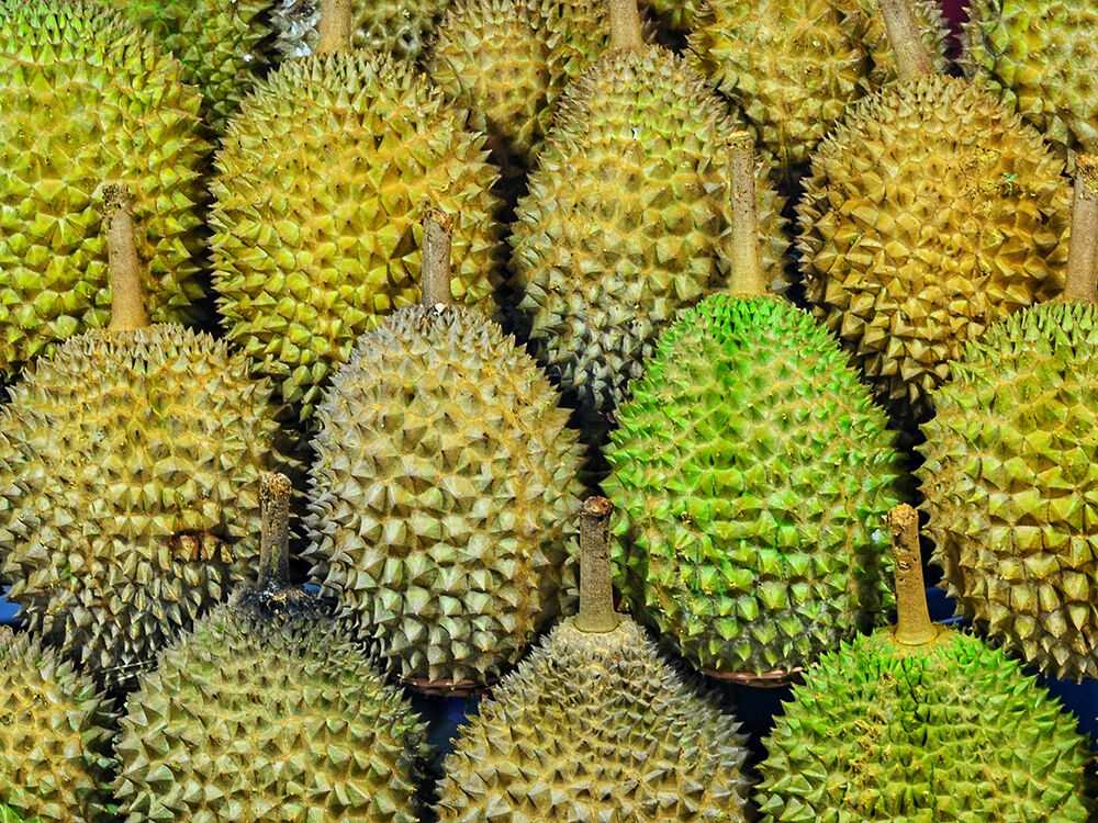 Durian Frucht