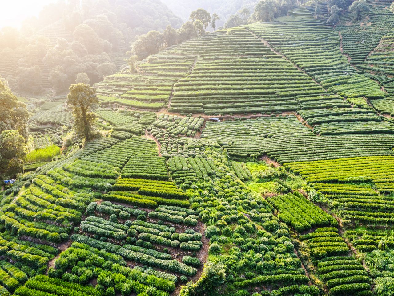 Chn_LongjingTeaGarden_shutterstock_1457022212