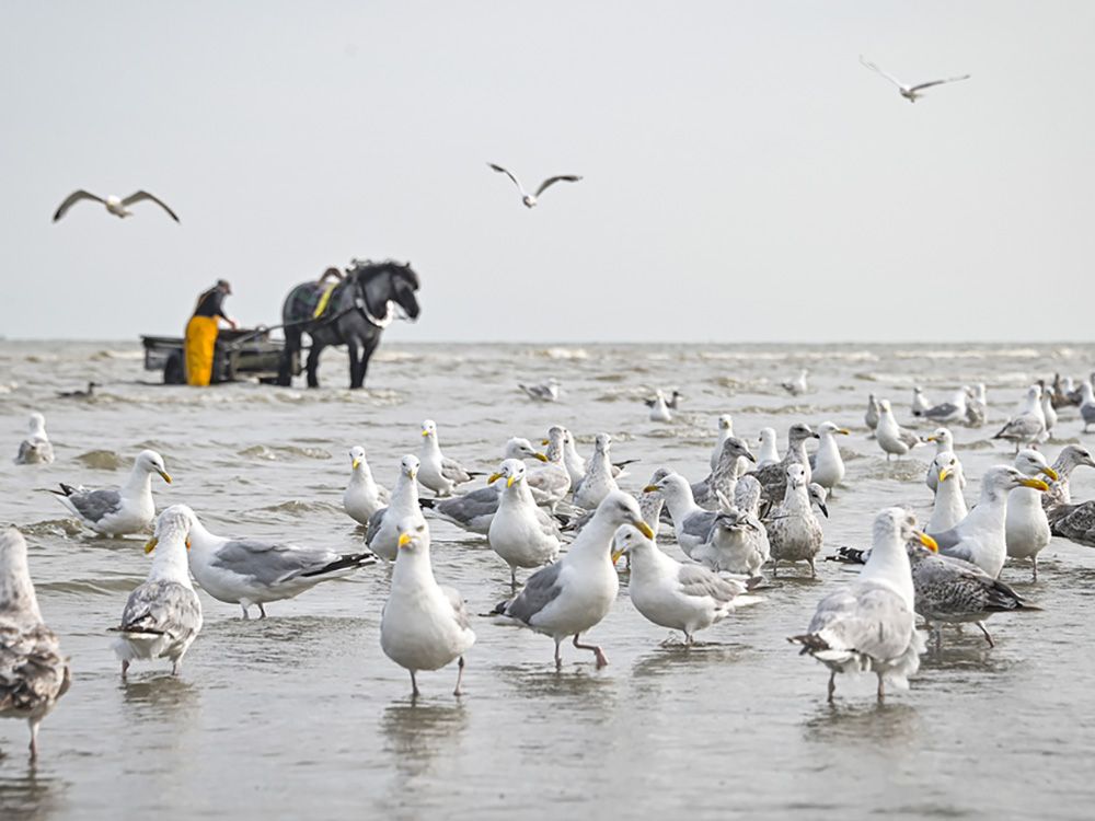 flandern-garnaalvissers-koksijde-oostd