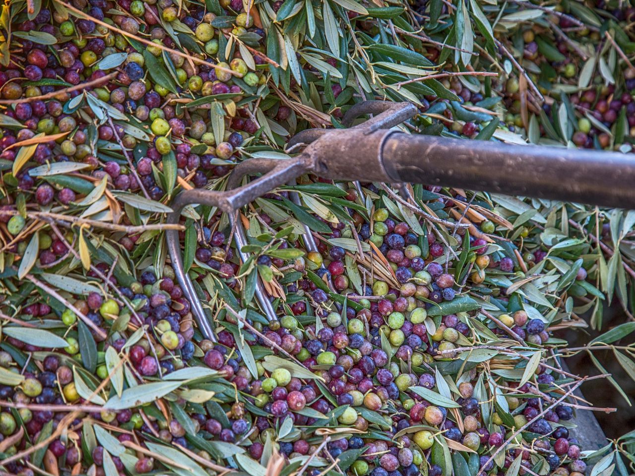 Der Feinschmecker- Olivenölproduktion- Andalusien- Reportage Kersten Wetenkamp20171103Andalusien3855