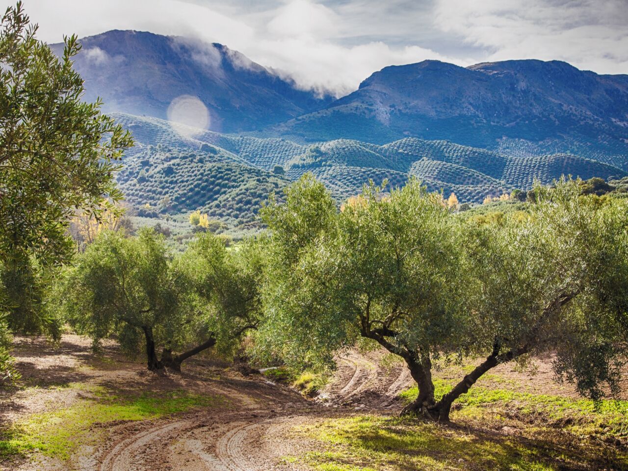 Olivenhaine Subbètica-Nationalpark