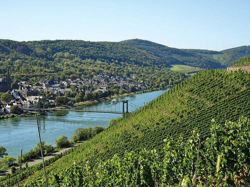 weinberg-an-der-mosel