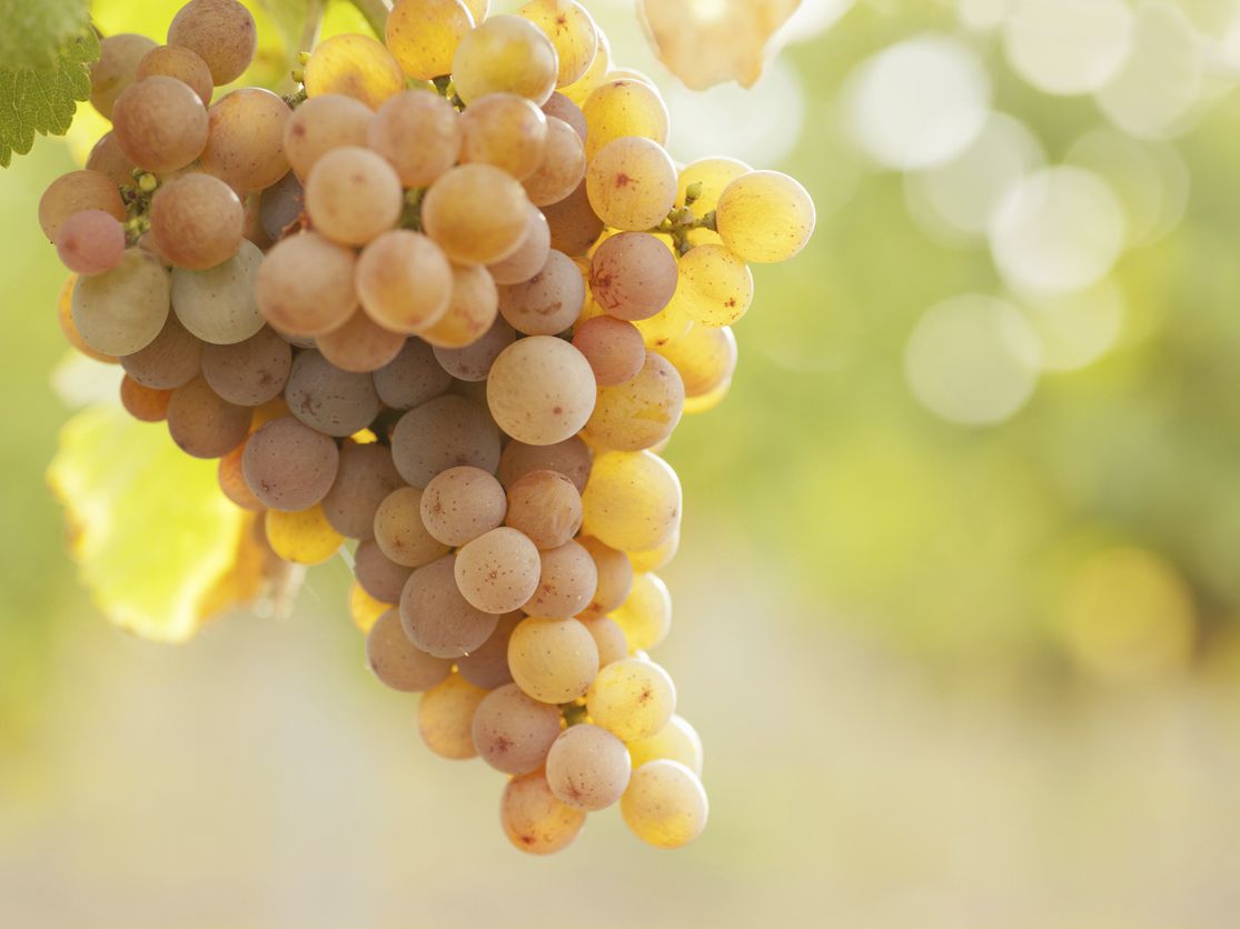 roséwein