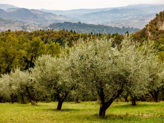 tenuta-saiano