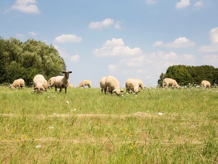 Schafe auf Weide – mobiler Metzger