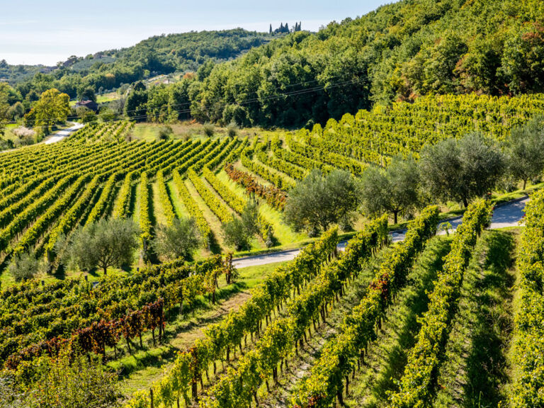 kulinarik-in-istrien-in-den-weinbergen-kozlovic