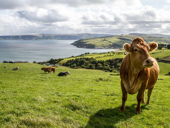 Bord Bia