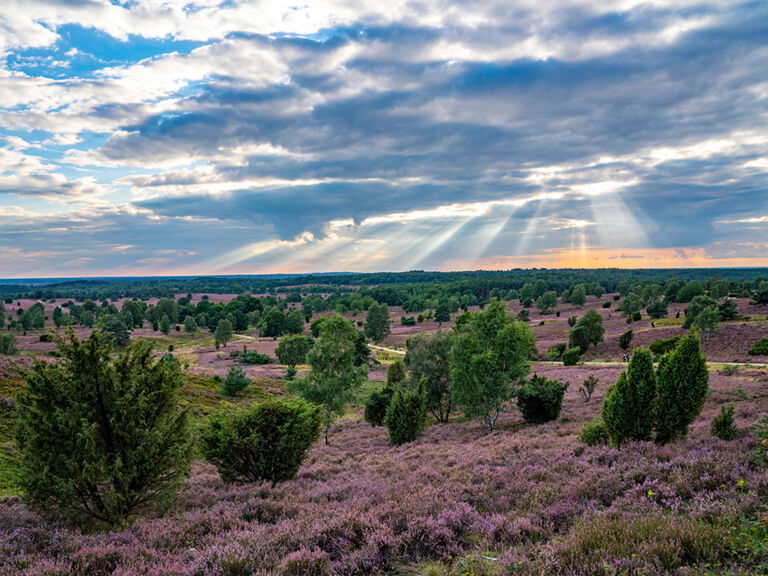 Naturschutzgebiet Lüneburger Heide