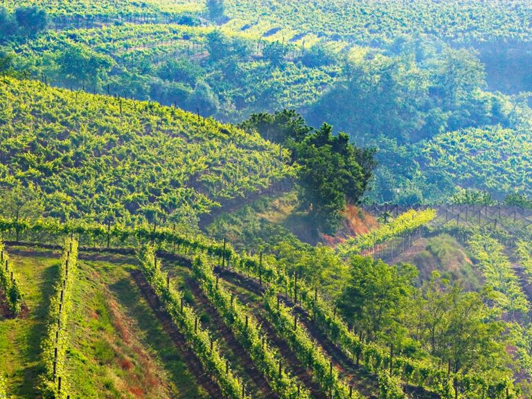 Soave 034