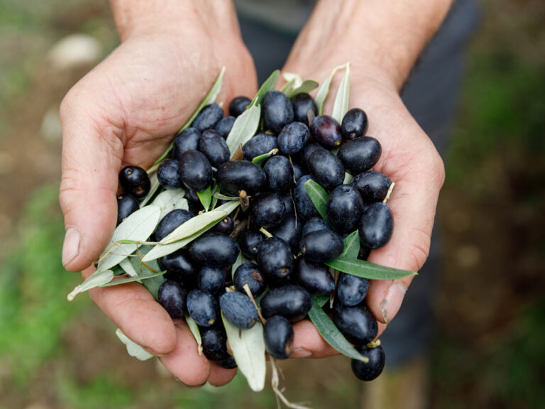 handvoll-schwarze-oliven
