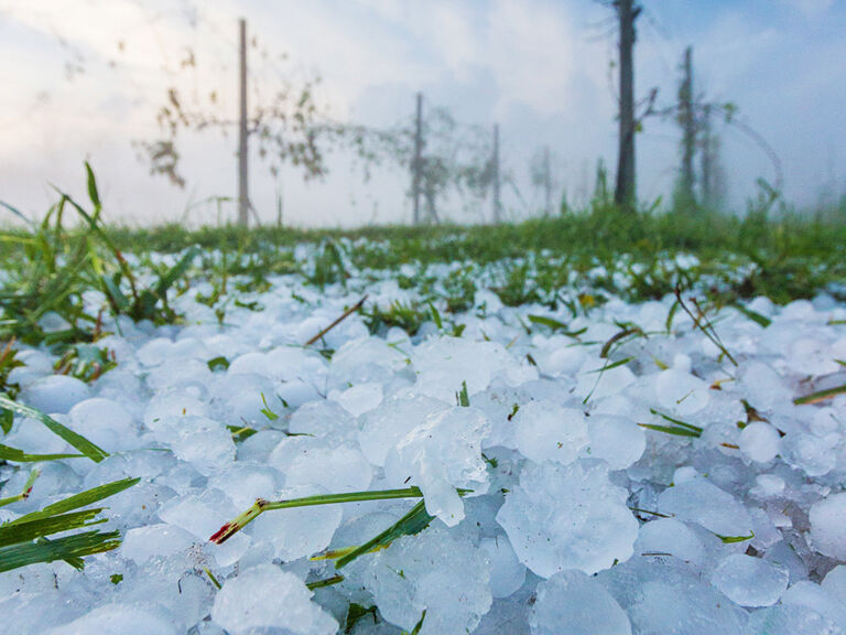 durch-klimawandel-verwuestet-hagel-die-weinberge