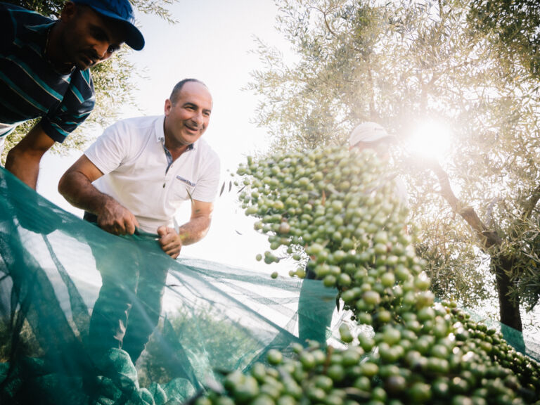 Olio Award 2023: Oliven werden geerntet