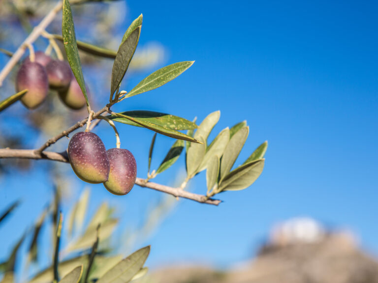 Olio Award 2023: Oliven aus Andalusien (Provinz Cordoba)