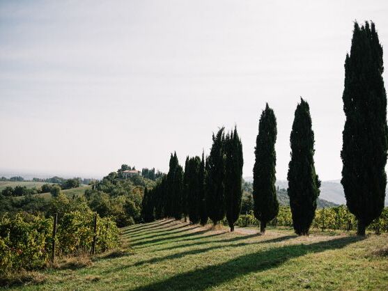 venturini-baldini