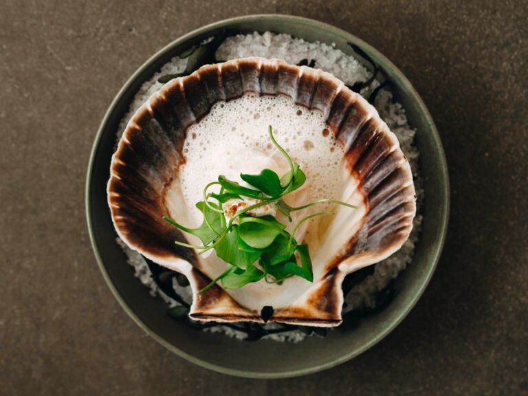 AIRrepublic_scallop