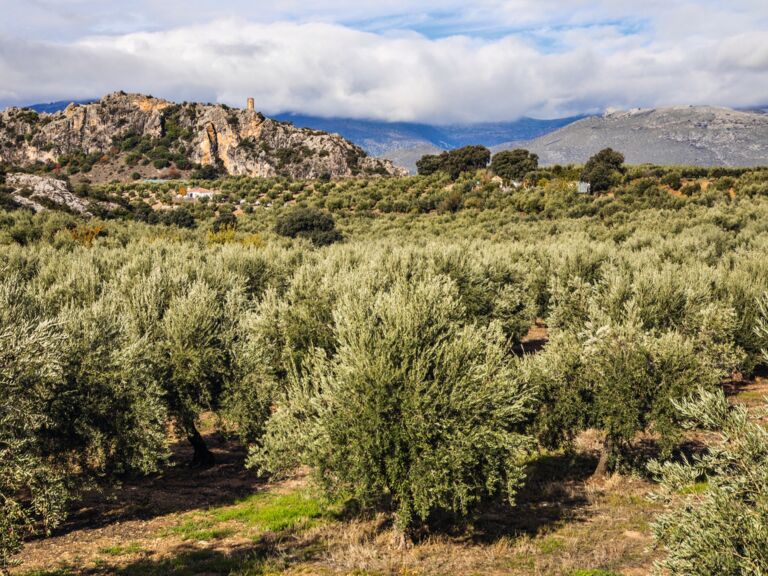 Spanische Olivenhaine