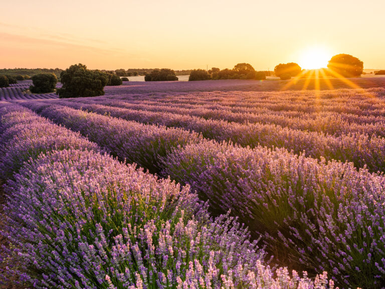 lavendelfeld-in-der-provence