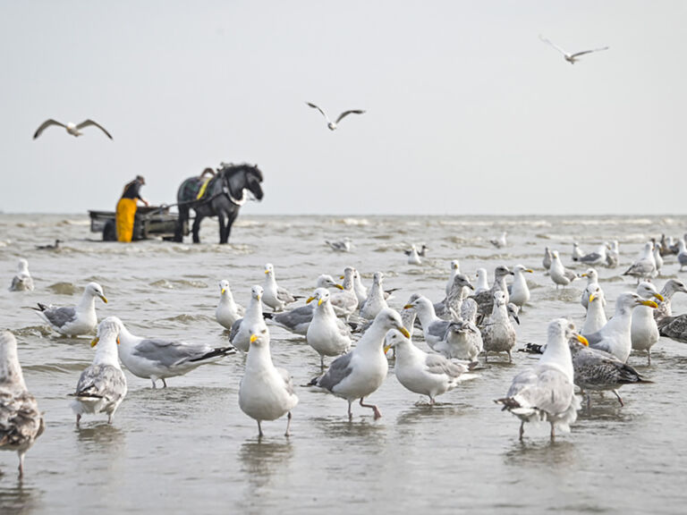 flandern-garnaalvissers-koksijde-oostd