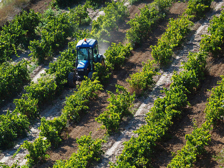 Traktor-im-Weinberg-von-Juve-Camps-El-Penedes-Spanien