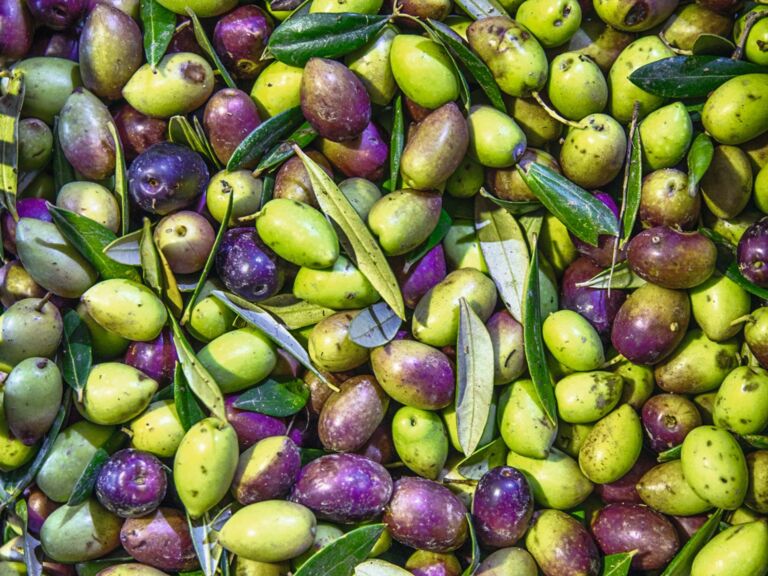 Oliven der Sorte Picuda