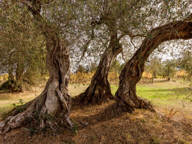 olivenbaume