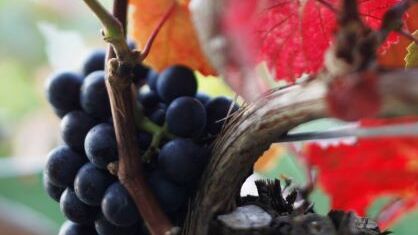 wein-deutsche-anbaugebiete