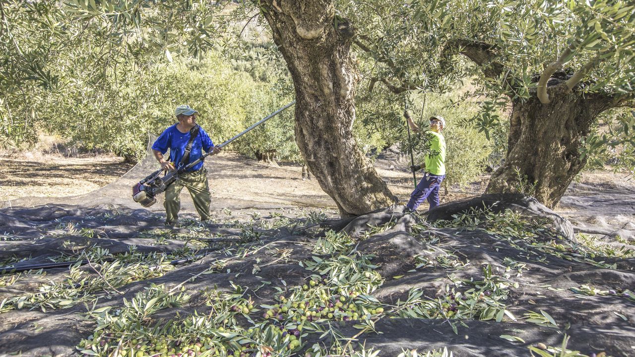 Der Feinschmecker- Olivenölproduktion- Andalusien- Reportage Kersten Wetenkamp20171110Andalusien498