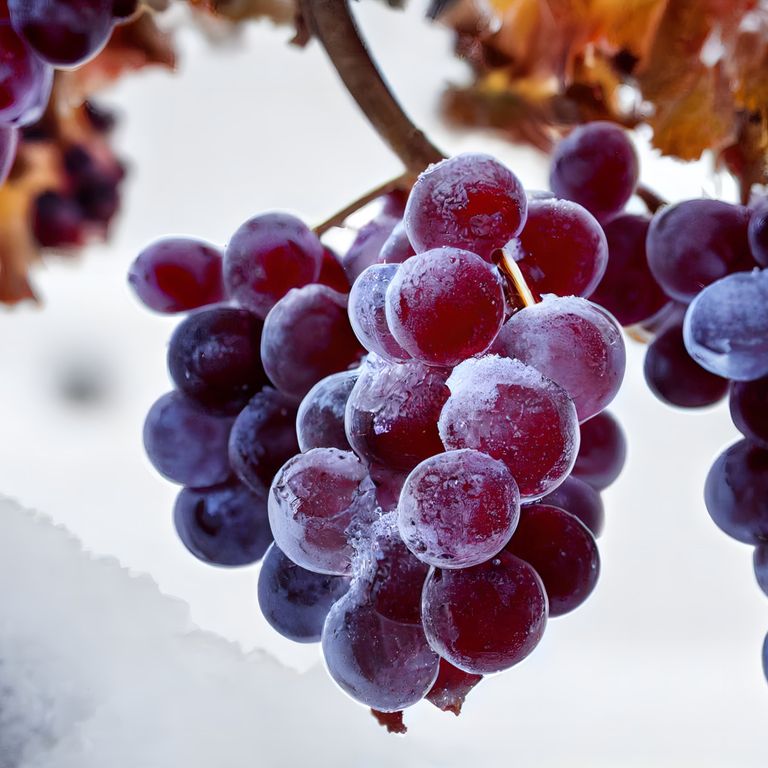 Weintrauben-Reben-Weinguide